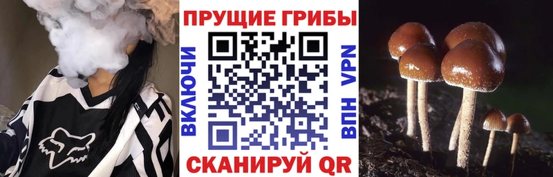 наркошоп  Яровое  Галлюциногенные грибы Psilocybine cubensis 